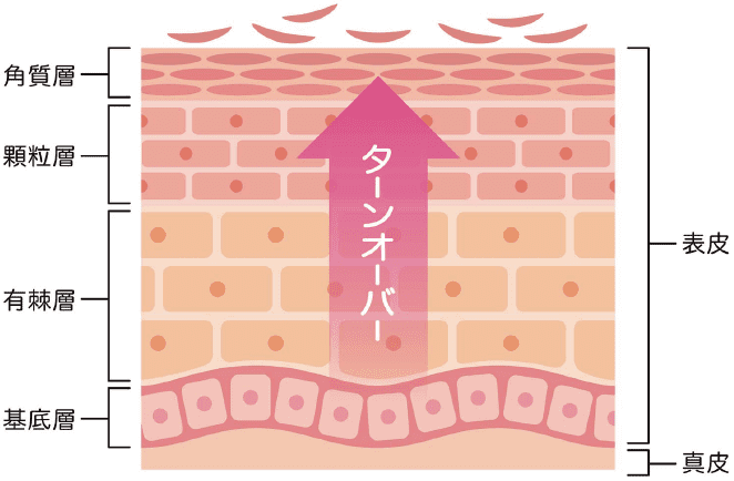 ターンオーバーをリセット!